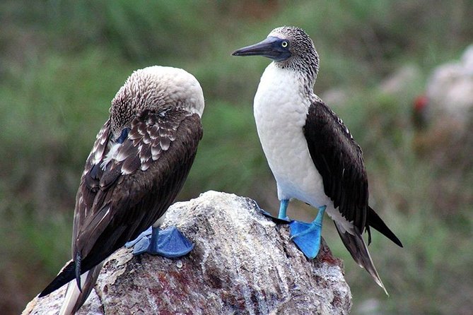 Marietas Islands with Guaranteed Entry to Playa Escondida - Snorkeling and kayaking around the islands