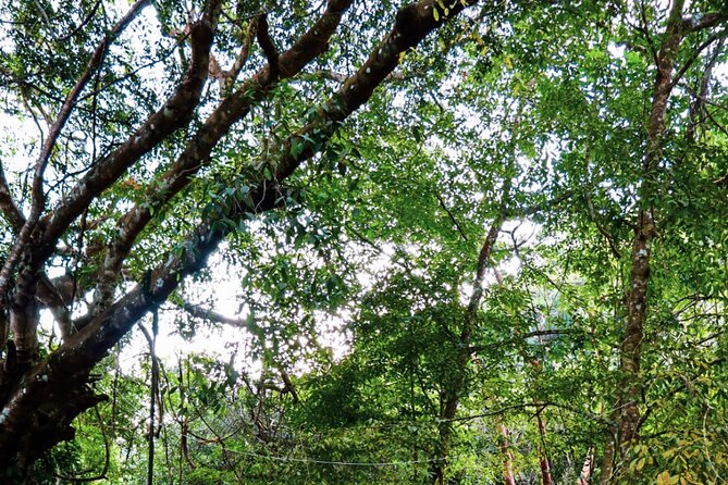 Private 4 hour Hiking Adventure + Breakfast in Nogalito Ecopark - Walking 3 kilometers through the jungle