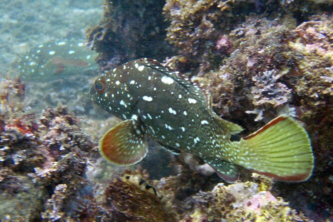 Private Snorkeling Adventure: Los Arcos & Colomitos Beach - Timing, weather, and cancellation details
