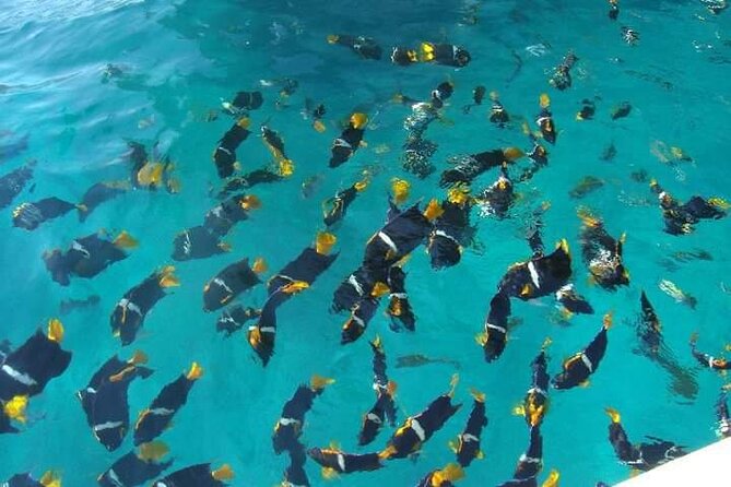 Private Snorkeling Tour to Los Arcos - What the three-hour outing feels like