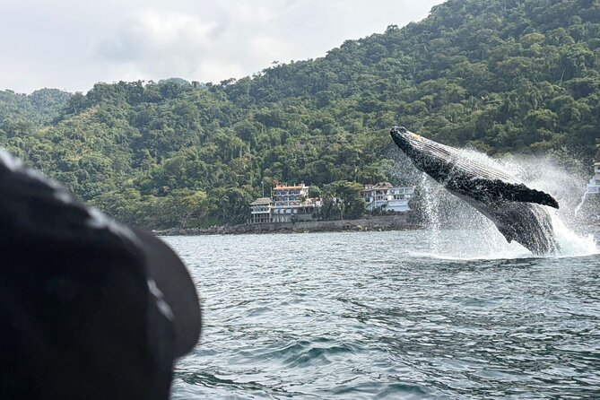 Private Tour 3 Hours of Whale Watching - Three Hours on Bay of Banderas