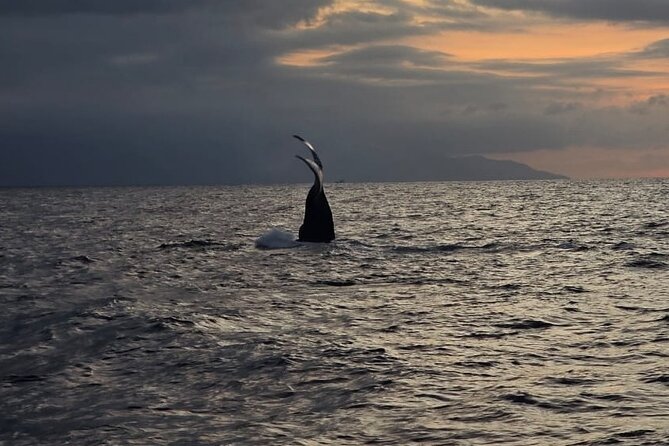 Private Tour 3 Hours of Whale Watching - Food, Water, Shade, and Comfort