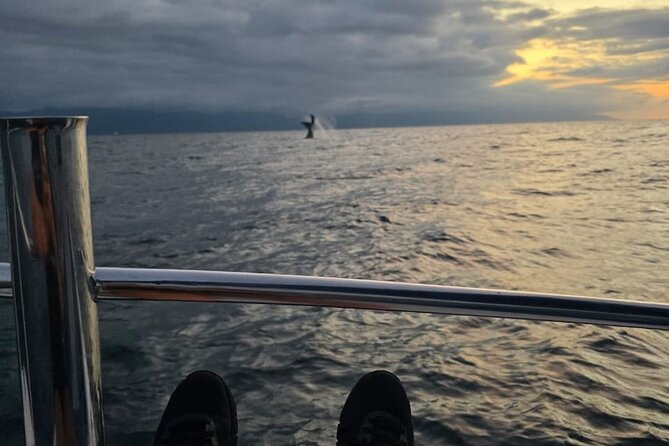 Private Tour 3 Hours of Whale Watching - Is $315 a Good Value?