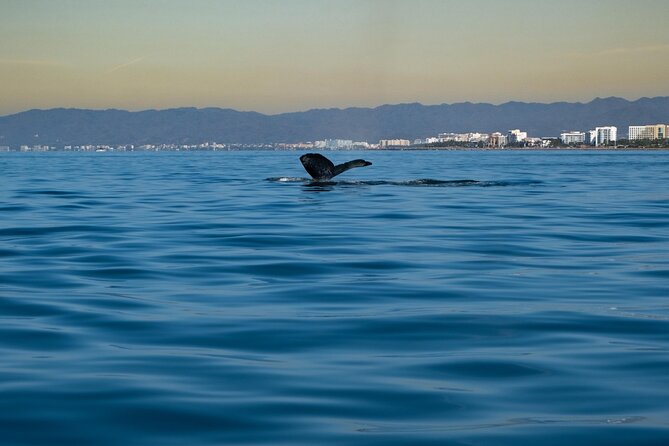 Private Tour 3 Hours of Whale Watching - Who Will Enjoy This Tour Most