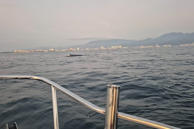 Private Tour 3 Hours of Whale Watching - The Captains and the Human Side of the Trip