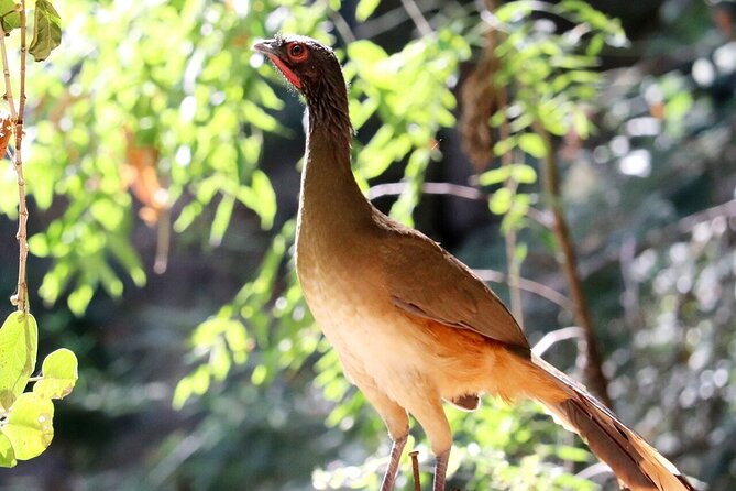 Private Tour: Botanical Garden & Petroglyphs - Why this private day trip works