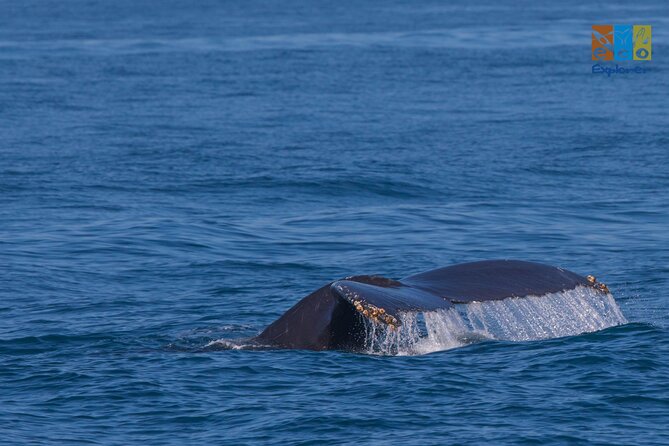 Private Whale watching Puerto Vallarta - Searching Banderas Bay for whales
