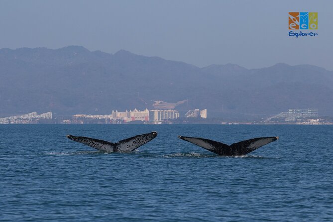 Private Whale watching Puerto Vallarta - Meeting at Marina Vallarta at 11:30 a.m.