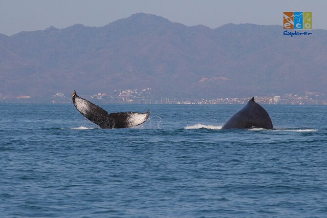 Private Whale watching Puerto Vallarta - The three-hour route across the bay