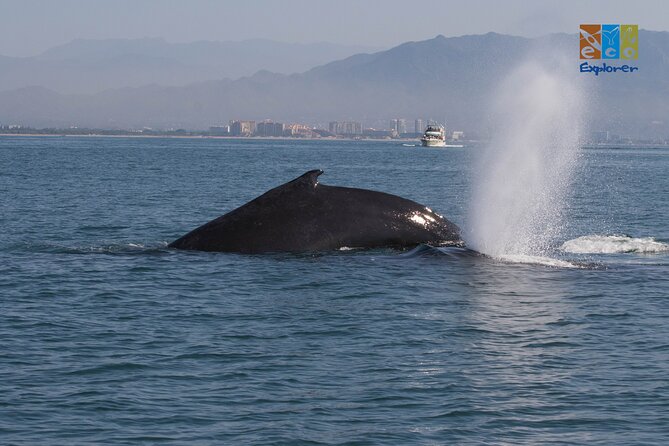 Private Whale watching Puerto Vallarta - Guides, captains, and respectful whale watching