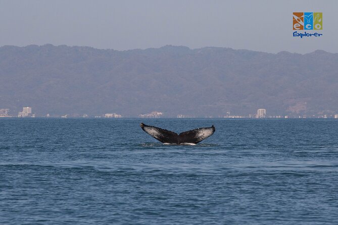 Private Whale watching Puerto Vallarta - Wildlife beyond the whales
