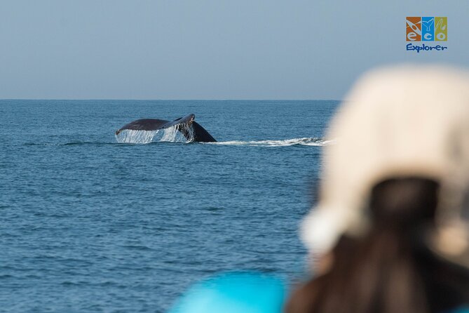 Private Whale watching Puerto Vallarta - Snacks, safety gear, and what is not included