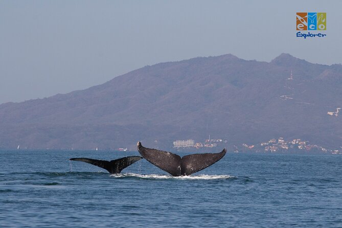 Private Whale watching Puerto Vallarta - Is the $650 price fair?