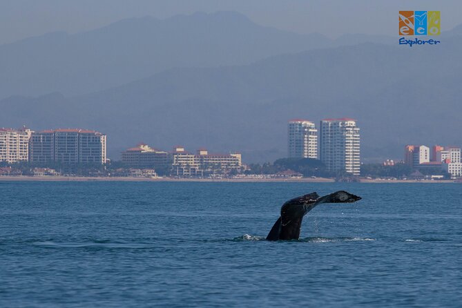 Private Whale watching Puerto Vallarta - A private boat changes the feel