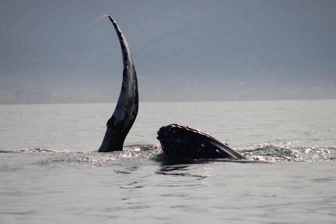 Private Whale Watching Tour in Puerto Vallarta - Finding whales from Marina Vallarta