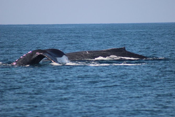 Private Whale Watching Tour in Puerto Vallarta - Why the private price can make sense