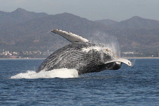 Private Whale Watching Tour in Puerto Vallarta - A family-friendly boat trip with a few limits