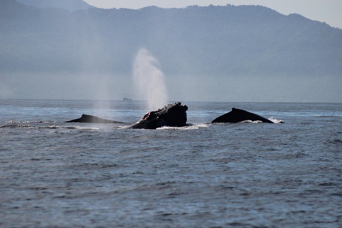 Private Whale Watching Tour in Puerto Vallarta - What makes this tour different from a basic whale cruise