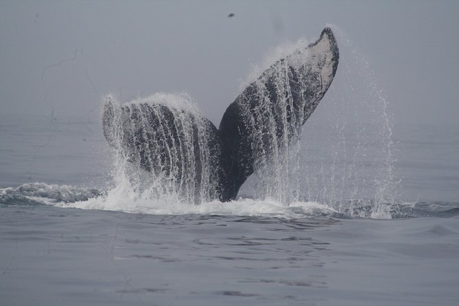 Private Whale Watching Tour in Puerto Vallarta - Searching Banderas Bay for humpback whales