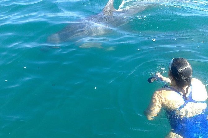 Private Wild Dolphin Encounter in Puerto Vallarta - Cruising Bahía de Banderas in search of resident pods