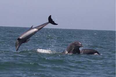 Private Wild Dolphin Encounter in Puerto Vallarta