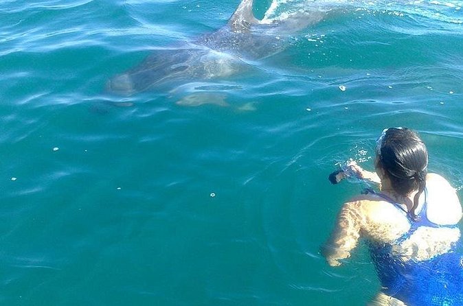 Private Wild Dolphin Encounter in Puerto Vallarta - The value of a private $675.33 booking