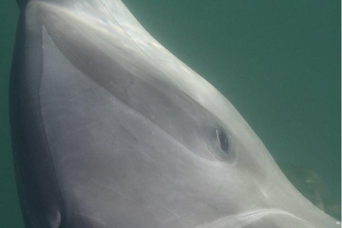 Private Wild Dolphin Encounter in Puerto Vallarta - Who will enjoy this morning most