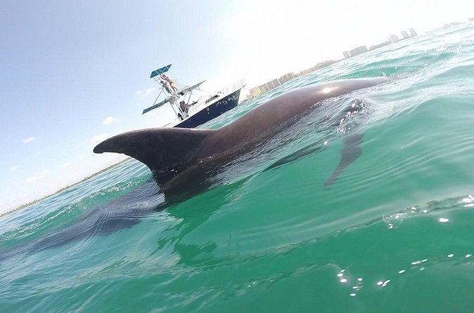 Private Wild Dolphin Encounter in Puerto Vallarta - Weather, cancellation, and what to bring
