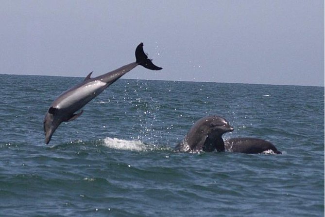 Private Wild Dolphin Encounter in Puerto Vallarta - Meeting at Marina Vallarta at 9:00 am