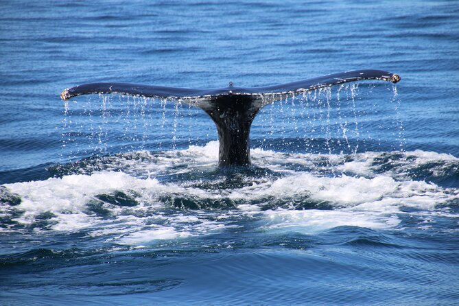 Private Yacht, Sightseeing, Snorkeling and Private beaches - Service, comfort, and the mood onboard