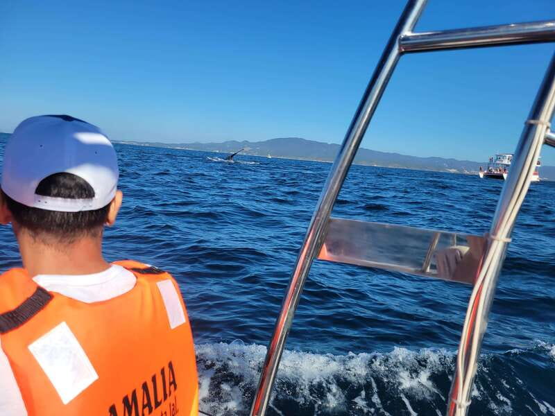 Puerto Vallarta: 3-Hour Whale Watching and Snorkeling - Puerto Vallarta’s whale season sets the tone