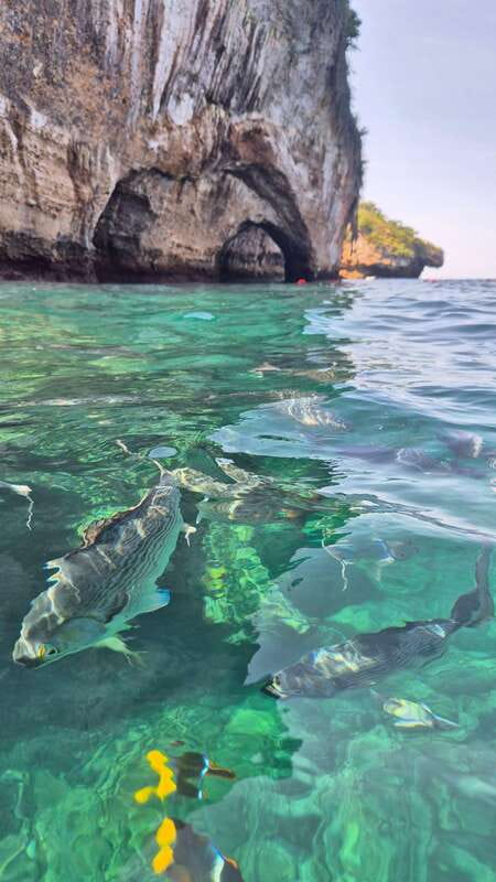 Puerto Vallarta: 3-Hour Whale Watching and Snorkeling - Timing, language, and comfort tips