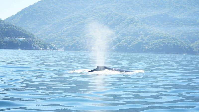 Puerto Vallarta: 3-Hour Whale Watching and Snorkeling - Searching for humpbacks in Banderas Bay