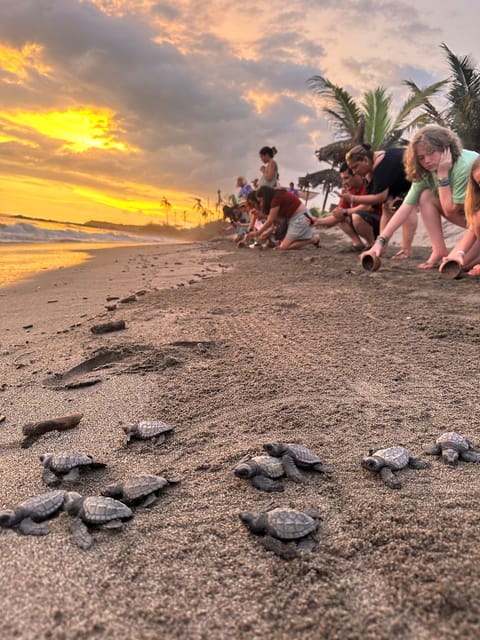 Puerto Vallarta: Baby Turtle Release in Conservation Area - Should you book the Puerto Vallarta turtle release?