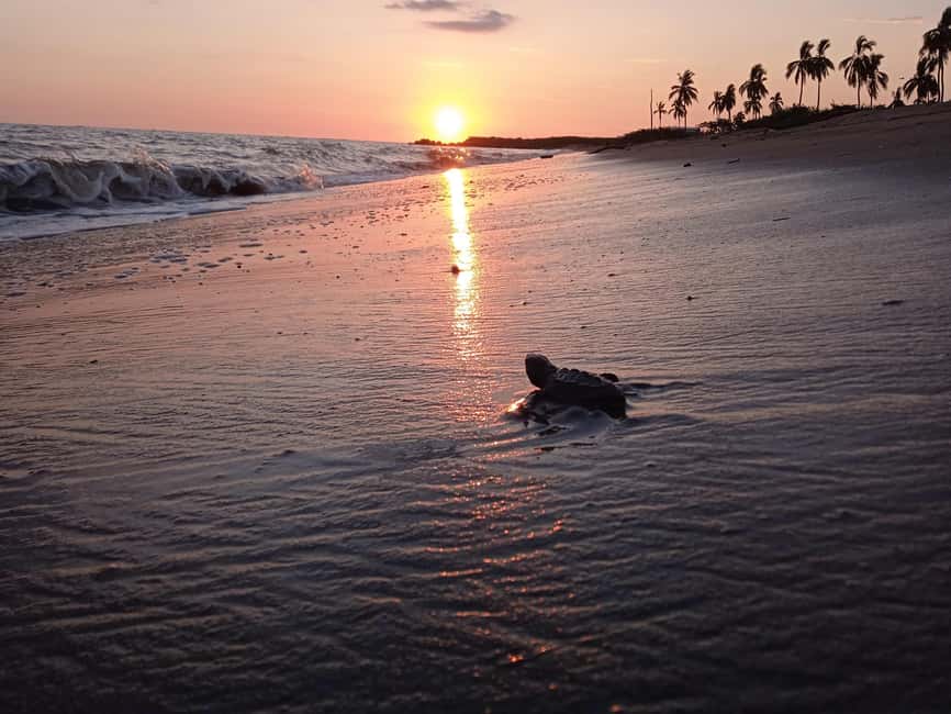 Puerto Vallarta: Baby Turtle Release in Conservation Area - Why the turtle release feels different