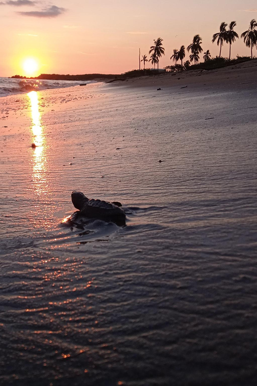 Puerto Vallarta: Baby Turtle Release in Conservation Area - The 15-minute walk to the conservation camp