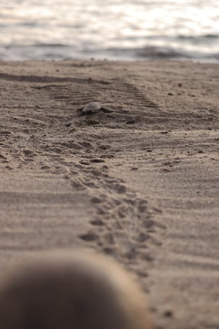 Puerto Vallarta: Baby Turtle Release in Conservation Area - Forty-five minutes of turtle conservation