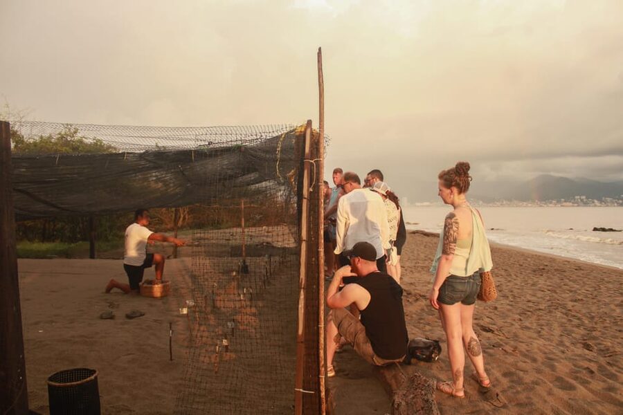 Puerto Vallarta: Baby Turtle Release in Conservation Area - How much value do you get for $40?