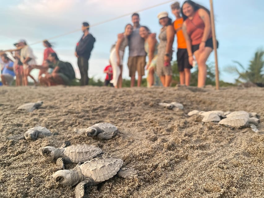 Puerto Vallarta: Baby Turtle Release in Conservation Area - Who should book this experience?