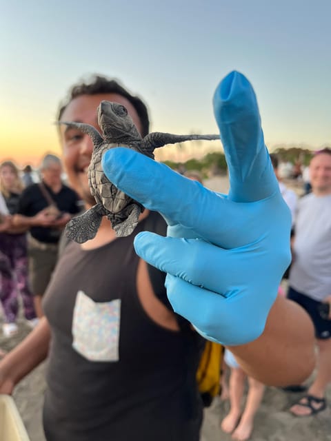 Puerto Vallarta: Baby Turtle Release in Conservation Area - Meeting near Marina Vallarta