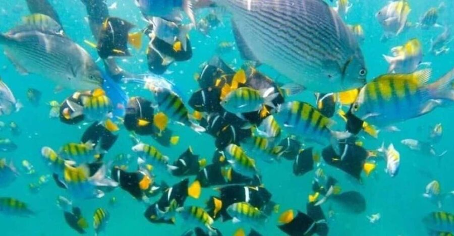 Puerto Vallarta: Beach, Breakfast, Lunch & Open Bar - Who will enjoy this boat day