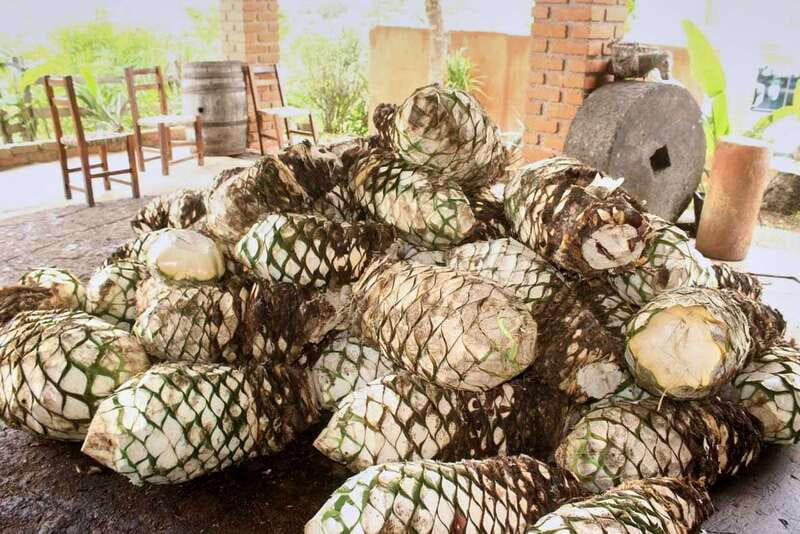 Puerto Vallarta: Botanical Gardens, Distillery & Coffee Tour - Tequila Production and a Free Tasting