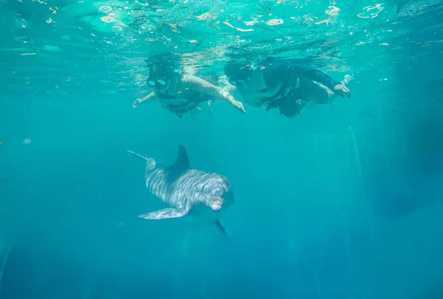 Puerto Vallarta: Dolphin Swimming and Aquaventuras Park - Key points to know before booking