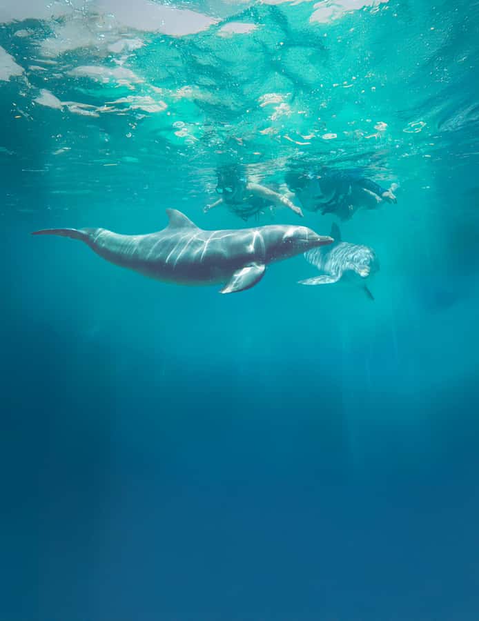 Puerto Vallarta: Dolphin Swimming and Aquaventuras Park - What the included meal and drink are really worth