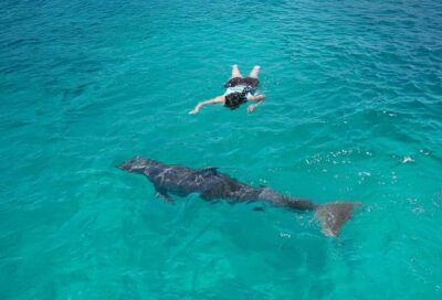 Dolphin Swimming and Aquaventuras Park