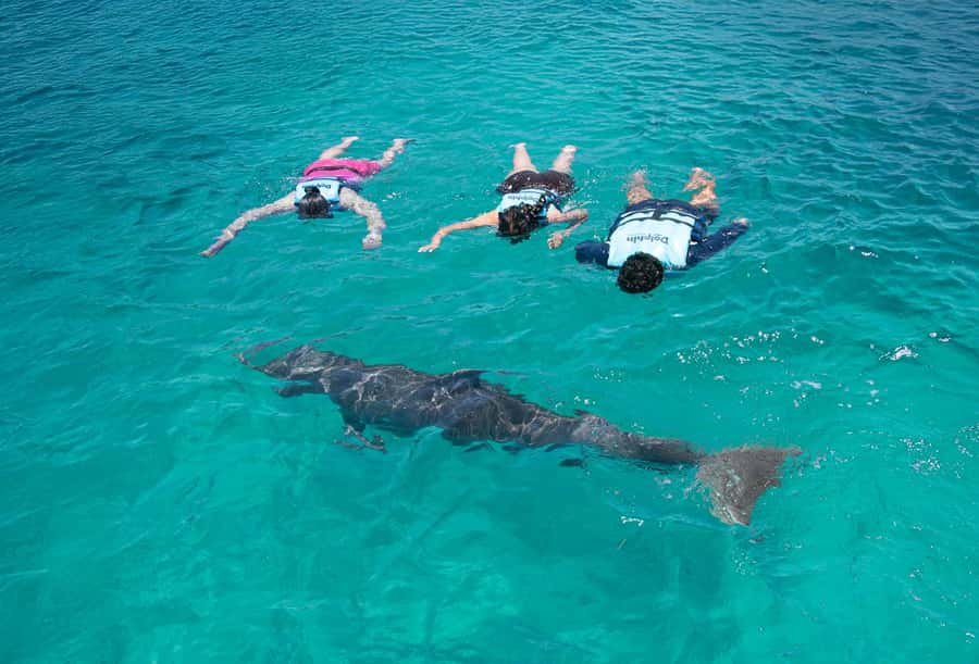 Puerto Vallarta: Dolphin Swimming and Aquaventuras Park - The $159 price: good value for the right group