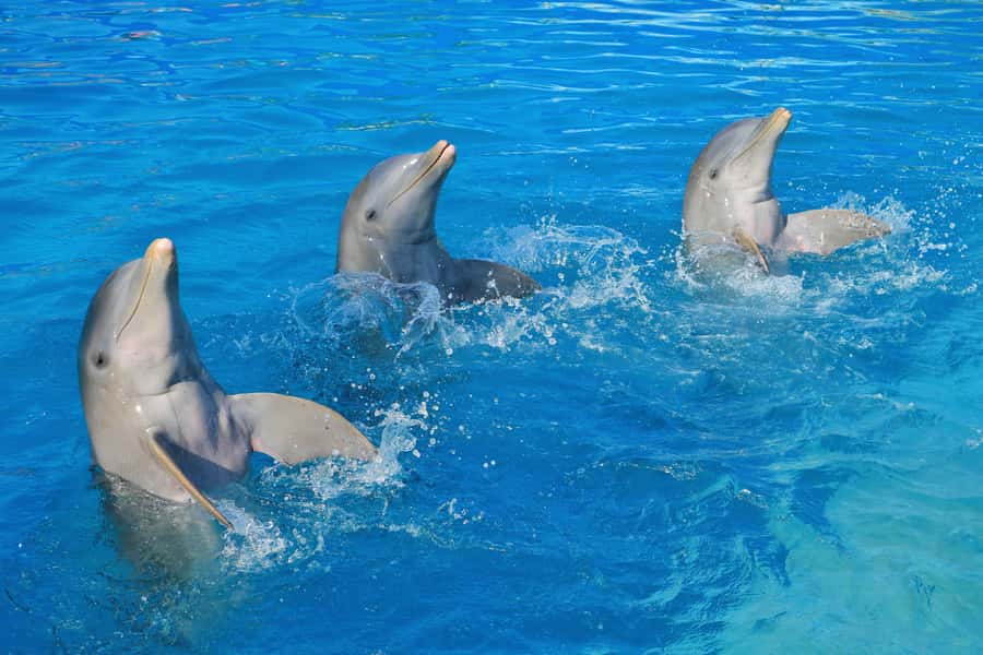 Puerto Vallarta: Dolphin Swimming and Aquaventuras Park - Height and age rules can change the experience