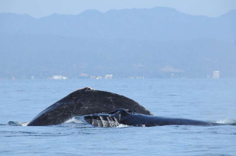 Puerto Vallarta: Humpback Whale Research Adventure Tour - Comfort, safety, and who should skip it