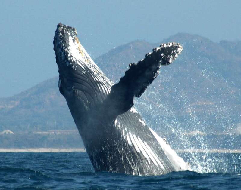 Puerto Vallarta: Humpback Whale Research Adventure Tour - Why this Puerto Vallarta whale tour feels different