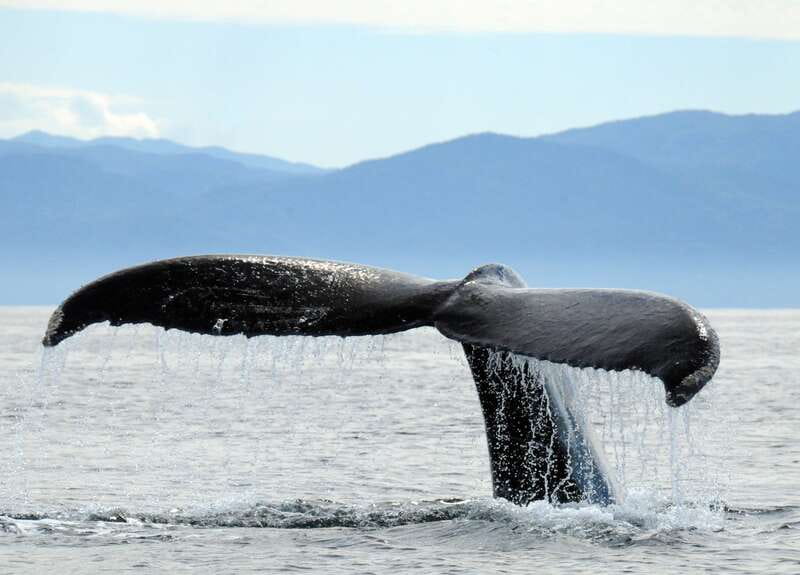 Puerto Vallarta: Humpback Whale Research Adventure Tour - Three hours exploring Banderas Bay
